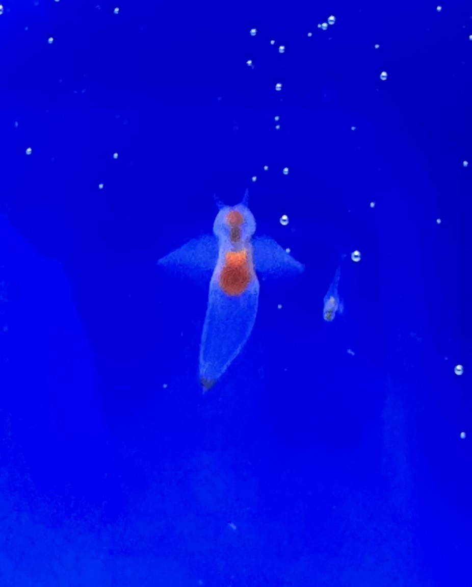 水族館のクリオネ